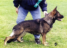 Duitse Herder kennel vom Haus Sevens