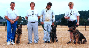 Duitse Herders uit werklijnen