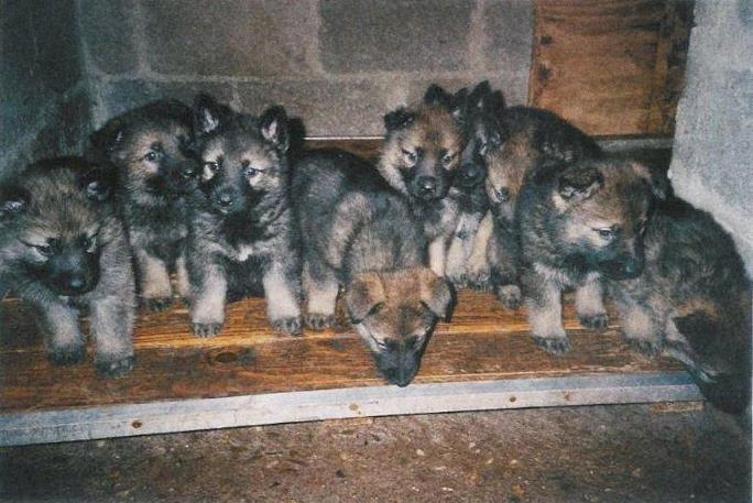 pups Elke vom Haus Sevens x Athos vom haus sevens